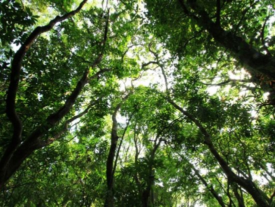 蛇之口の滝日帰りトレッキングツアー 秘境の滝を目指す！ 尾之間温泉で山歩きの疲れを癒やす♪ ＜貸切、登山装備レンタル可能＞ by 屋久島ガイド　山好き