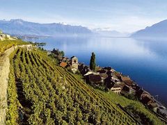 Lavaux