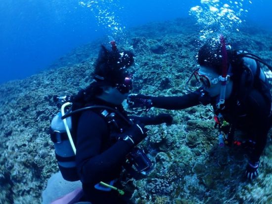 体験ダイビング 伊東 伊豆海洋公園でリゾート気分を味わいながら！＜ビーチ／1ダイブ＞by エントリーダイビングスクール
