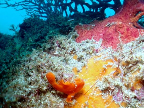 体験ダイビング 伊東 伊豆海洋公園でリゾート気分を味わいながら！＜ビーチ／1ダイブ＞by エントリーダイビングスクール