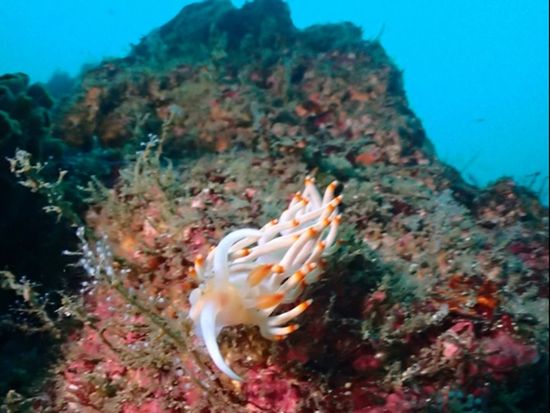 エントリーダイビングスクール14