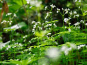 春先に白い花が綺麗だった　サンカヨウ