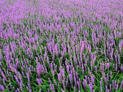花の回廊 秩父ムラサキラン