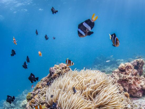 ファンダイビング　ヒルトゥガン島＆ナルスアン島の海を満喫 ＜2ダイブ／日本語対応／マクタン島発＞