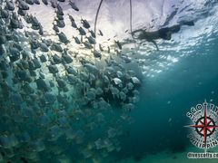 Cebu Boat Snorkeling school of fish pristine water