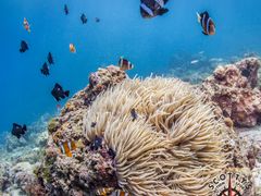 Boat Snorkling sms (2)