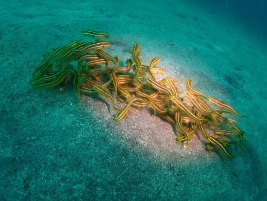 ビギナーも安心！海を感じるスキンダイビング<横浜発>by アクア・ブーチェ