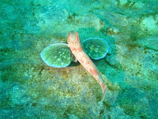 ビギナーも安心！海を感じるスキンダイビング<横浜発>by アクア・ブーチェ