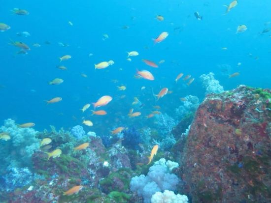 ビギナーも安心！海を感じるスキンダイビング<横浜発>by アクア・ブーチェ