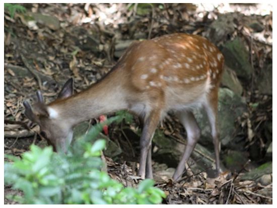 縄文杉トレッキングツアー 登山口までの送迎込み　朝・昼用のお弁当オーダーや登山装備レンタルも可能　by 屋久島ツアーオペレーションズ