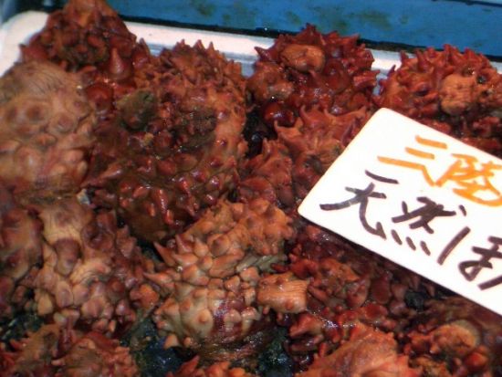 貸切観光タクシー 三陸復興国立公園種差海岸・蕪島と巨大市場「八食センター」を巡る旅＜4時間／通年／星野リゾート青森屋発JR・青い森鉄道八戸駅又は八戸市内着＞