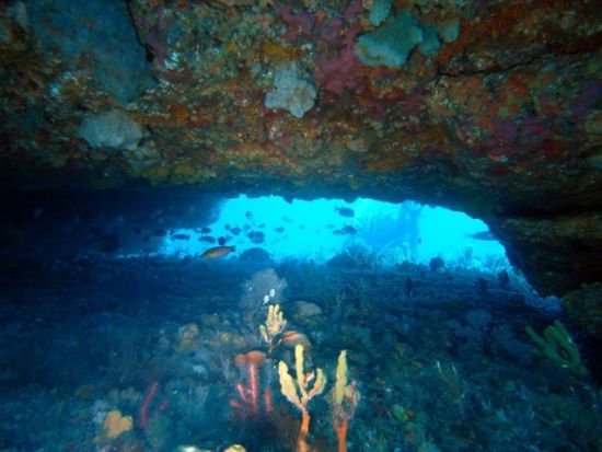 ファンダイビング 鵜原・行川エリア 生物豊富な勝浦の海を潜る！＜ビーチ or ボート／2ダイブ／勝浦市＞by マイダイブ