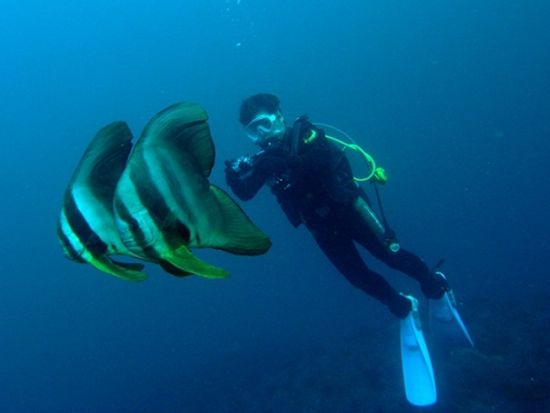 体験ダイビング 勝浦の海でダイビングデビュー！＜ビーチ／1～2ダイブ／勝浦市＞by マイダイブ