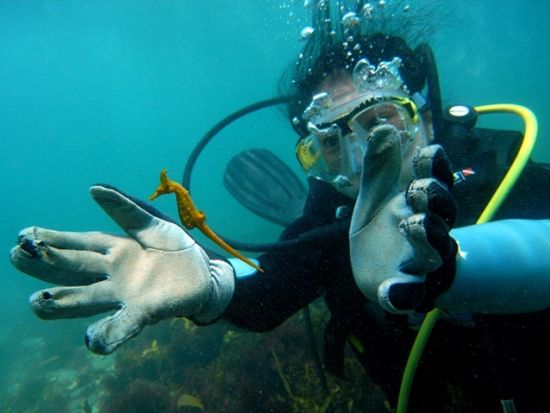 体験ダイビング 勝浦の海でダイビングデビュー！＜ビーチ／1～2ダイブ／勝浦市＞by マイダイブ