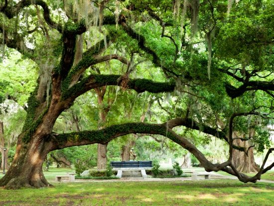 ニューオリンズ観光ツアー　短時間で巡りたい方におすすめ！＜英語ガイド＞