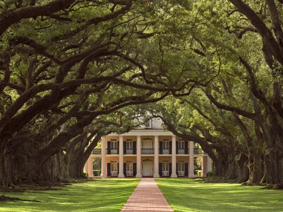 南部の大農園　オークアレイ・プランテーション観光ツアー ＜英語ガイド＞