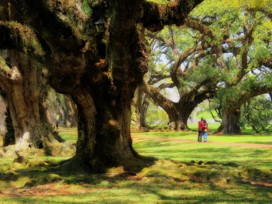 南部の大農園　オークアレイ・プランテーション観光ツアー ＜英語ガイド＞