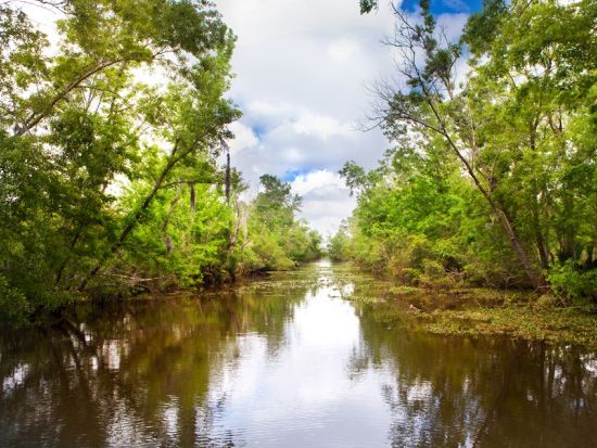 ルイジアナ州南部の自然へ 湿地帯＆バイユーツアー＜英語ガイド＞