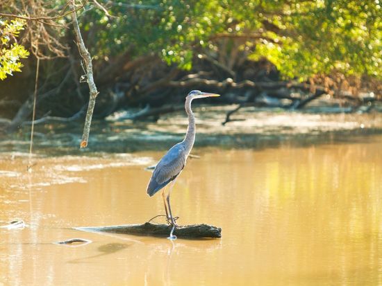 ルイジアナ州南部の自然へ 湿地帯＆バイユーツアー＜英語ガイド＞