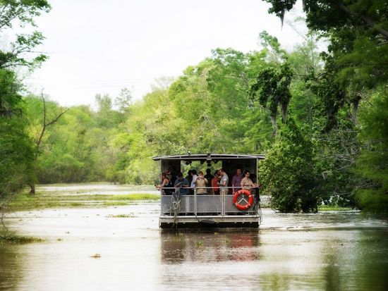 ルイジアナ州南部の自然へ 湿地帯＆バイユーツアー＜英語ガイド＞