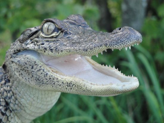 ルイジアナ州南部の自然へ 湿地帯＆バイユーツアー＜英語ガイド＞