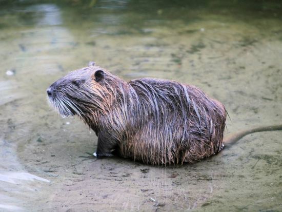 スリリングなボートで探検！エアボートツアー＜英語ガイド＞
