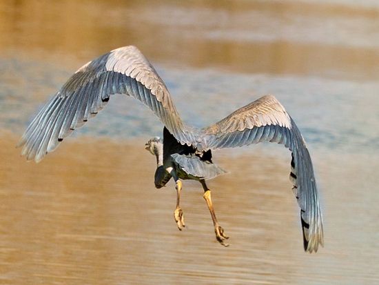 スリリングなボートで探検！エアボートツアー＜英語ガイド＞