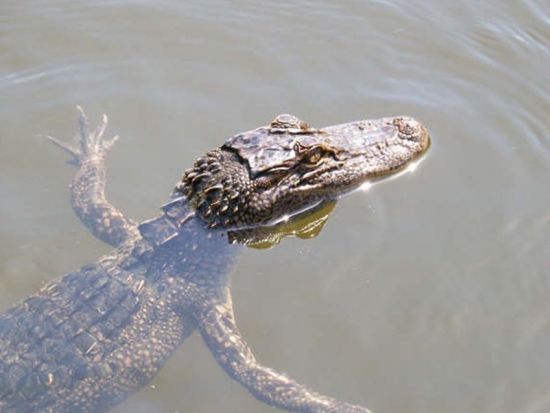 スリリングなボートで探検！エアボートツアー＜英語ガイド＞