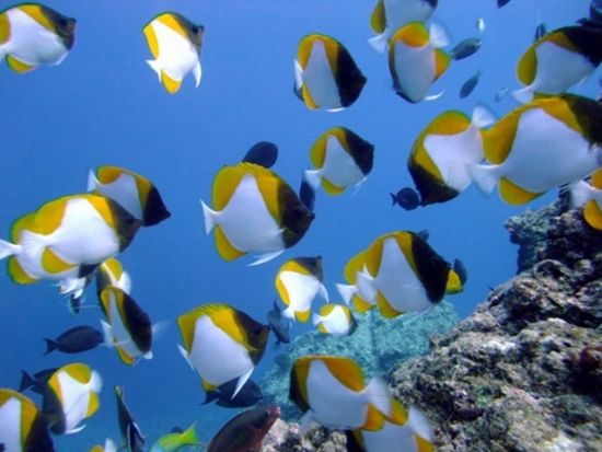 ボートシュノーケリング／スキンダイブ 半日または1日ツアー ＜瀬戸内町＞ by 奄美ダイビングスクール はげまりーん