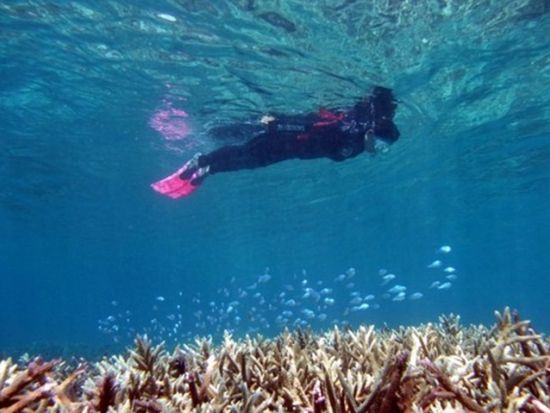 ボートシュノーケリング／スキンダイブ 半日または1日ツアー ＜瀬戸内町＞ by 奄美ダイビングスクール はげまりーん