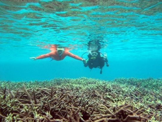 ボートシュノーケリング／スキンダイブ 半日または1日ツアー ＜瀬戸内町＞ by 奄美ダイビングスクール はげまりーん