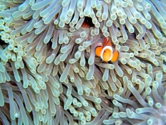 ボートシュノーケリング／スキンダイブ 半日または1日ツアー ＜瀬戸内町＞ by 奄美ダイビングスクール はげまりーん