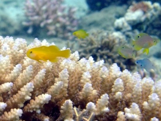 ボートシュノーケリング／スキンダイブ 半日または1日ツアー ＜瀬戸内町＞ by 奄美ダイビングスクール はげまりーん