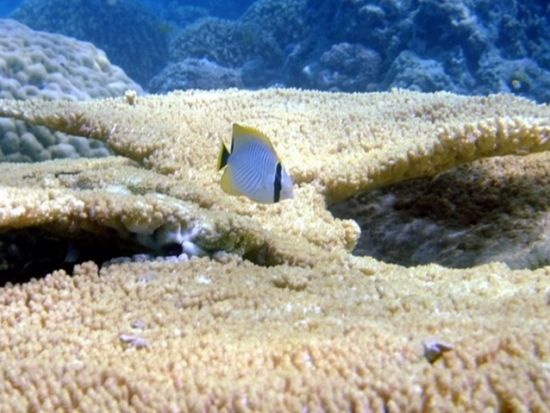 ボート体験ダイビング＆シュノーケリング／スキンダイブ 半日または1日ツアー  器材レンタル代込＜瀬戸内町＞ by はげまりーん