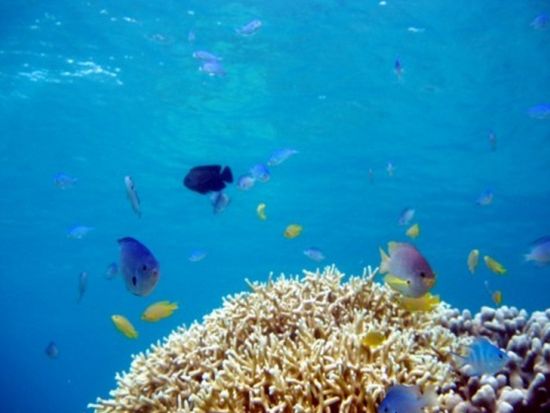 ボート体験ダイビング＆シュノーケリング／スキンダイブ 半日または1日ツアー  器材レンタル代込＜瀬戸内町＞ by はげまりーん