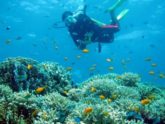 ボート体験ダイビング＆シュノーケリング／スキンダイブ 半日または1日ツアー  器材レンタル代込＜瀬戸内町＞ by はげまりーん