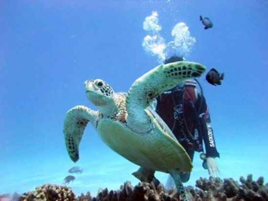 ボート体験ダイビング＆シュノーケリング／スキンダイブ 半日または1日ツアー  器材レンタル代込＜瀬戸内町＞ by はげまりーん