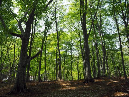 世界遺産白神山地ハイキング「ブナ林散策道」ガイドと歩けば違って見える森＜初級／4～11月／プライベートガイド／西目屋村＞by 白神マタギ舎