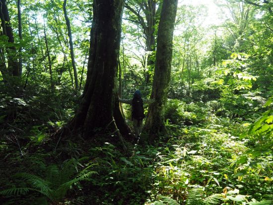 白神山地ハイキング「十二湖」青池など湖をゆっくり散策＜初級/4~11月プライベートガイド/JR十二湖駅発着＞