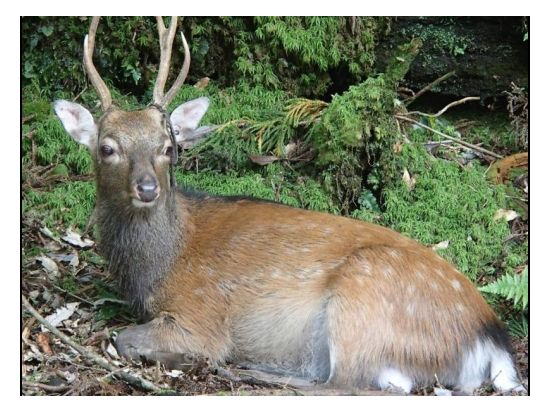 縄文杉トレッキングツアー 屋久島の清流で沸かすコーヒーサービス＆ステッキ1本レンタル付き＜宮之浦～尾之間エリア送迎可＞ by 屋久島ネイチャー企画フィールド