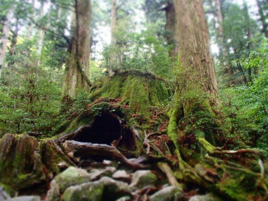 縄文杉トレッキングツアー 屋久島の清流で沸かすコーヒーサービス＆ステッキ1本レンタル付き＜宮之浦～尾之間エリア送迎可＞ by 屋久島ネイチャー企画フィールド