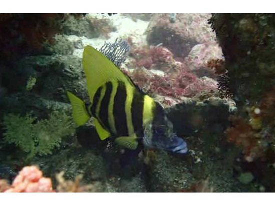 ファンダイビング 初島 伊豆エリア屈指のリゾートアイランド！創業1997年の老舗ショップ＜ビーチ／2ダイブ＞by マリンボー