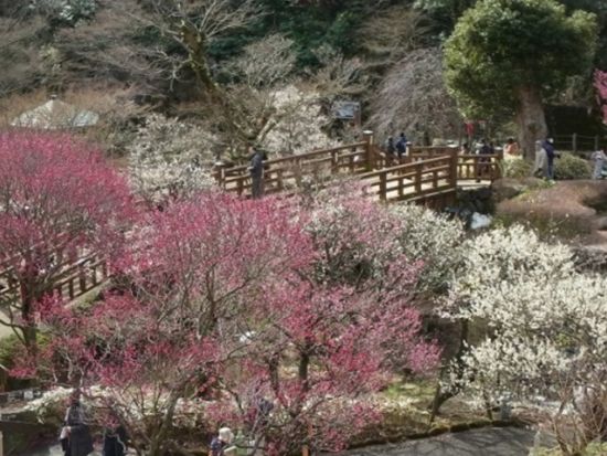 貸切観光タクシー　世界遺産 富士山を眺める十国峠＋山中城跡公園＋三島スカイウォーク＋三嶋大社＋柿田川湧水＜1日／1～9名／選べる出発時間／熱海市内送迎付＞ 
