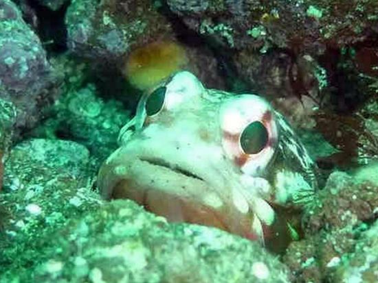 ファンダイビング 初島 伊豆エリア屈指のリゾートアイランド！創業1997年の老舗ショップ＜ビーチ／2ダイブ＞by マリンボー