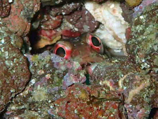 ファンダイビング 初島 伊豆エリア屈指のリゾートアイランド！創業1997年の老舗ショップ＜ビーチ／2ダイブ＞by マリンボー