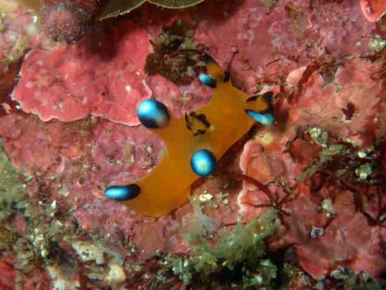 体験ダイビング 初島 1.5時間で水中世界を楽しむ！スケジュールをアレンジしやすい現地集合・解散＜ビーチ／1ダイブ＞by マリンボー 