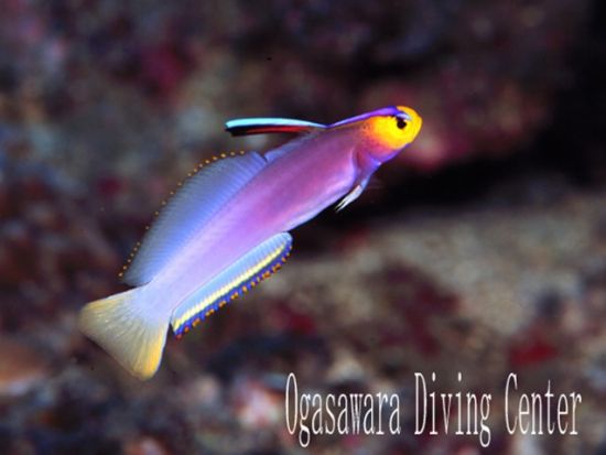 体験ダイビングコース ボニンブルーの世界へようこそ！＜父島＞by小笠原ダイビングセンター