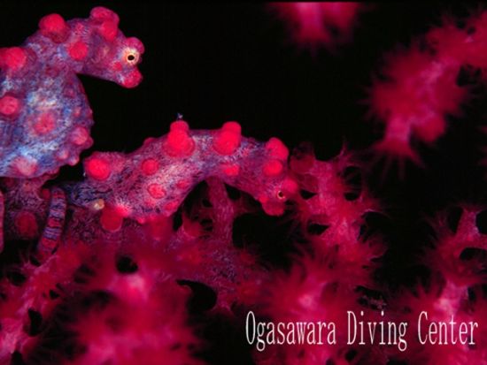 体験ダイビングコース ボニンブルーの世界へようこそ！＜父島＞by小笠原ダイビングセンター