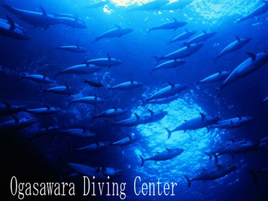 体験ダイビングコース ボニンブルーの世界へようこそ！＜父島＞by小笠原ダイビングセンター