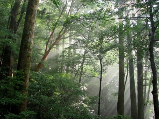 ヤクスギランドトレッキングツアー 150分のコースを5～6時間かけてゆっくりご案内  竹皮に包まれたおにぎり弁当付き by YNACクラシック